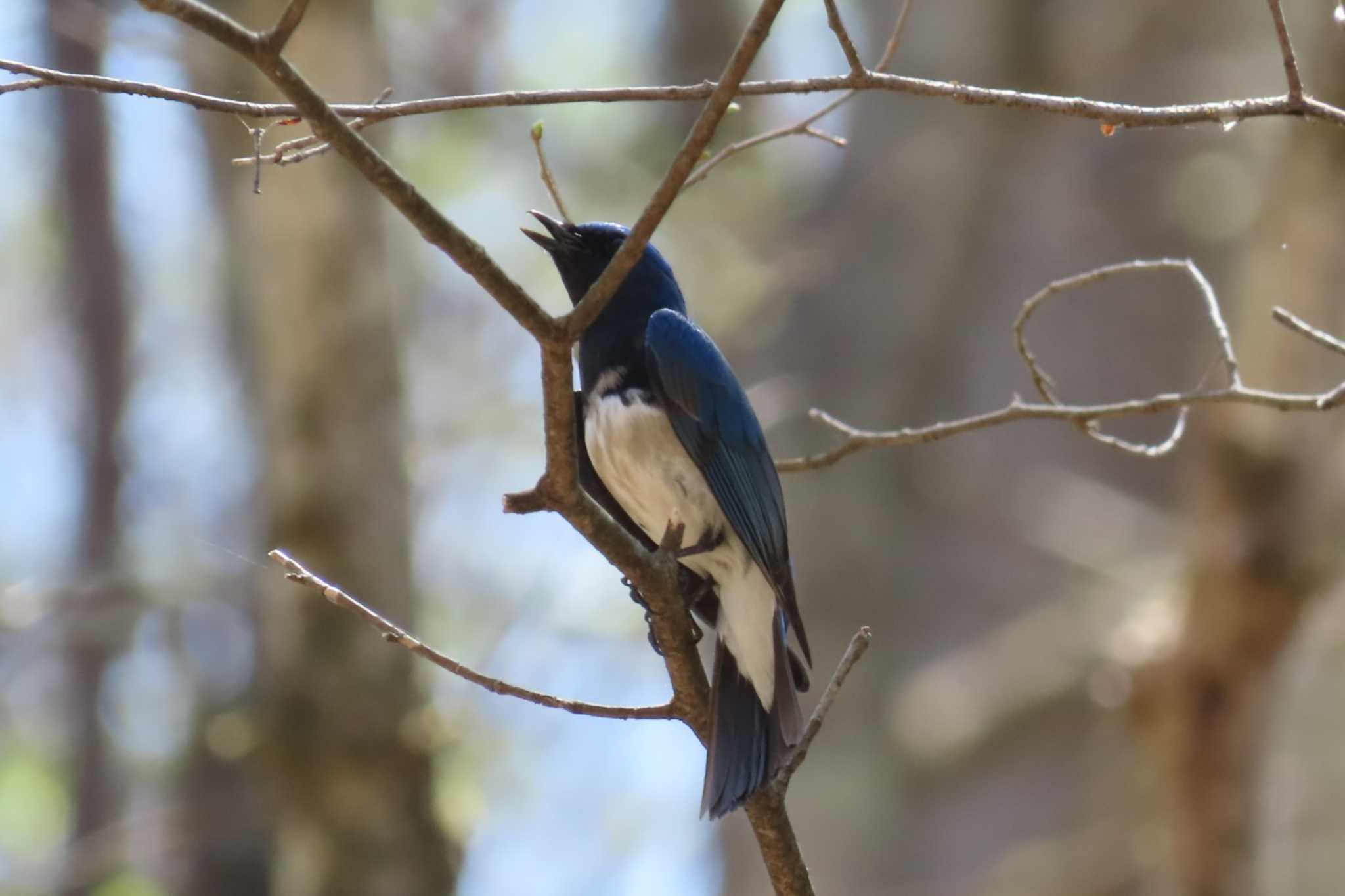 Photo of Blue-and-white Flycatcher at Karuizawa wild bird forest by ほおじろうず