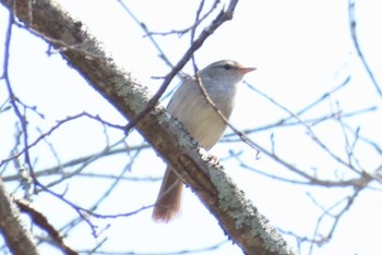 ウグイス 軽井沢野鳥の森 2024年4月28日(日)