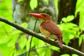 Ruddy Kingfisher 英彦山 Sun, 4/28/2024