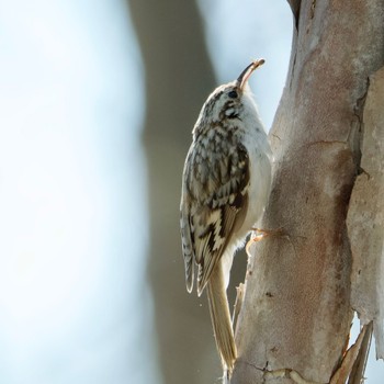 Eurasian Treecreeper Nishioka Park Mon, 4/29/2024