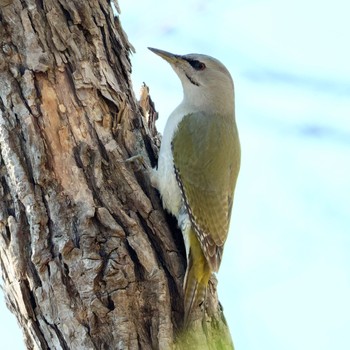 Grey-headed Woodpecker Nishioka Park Mon, 4/29/2024