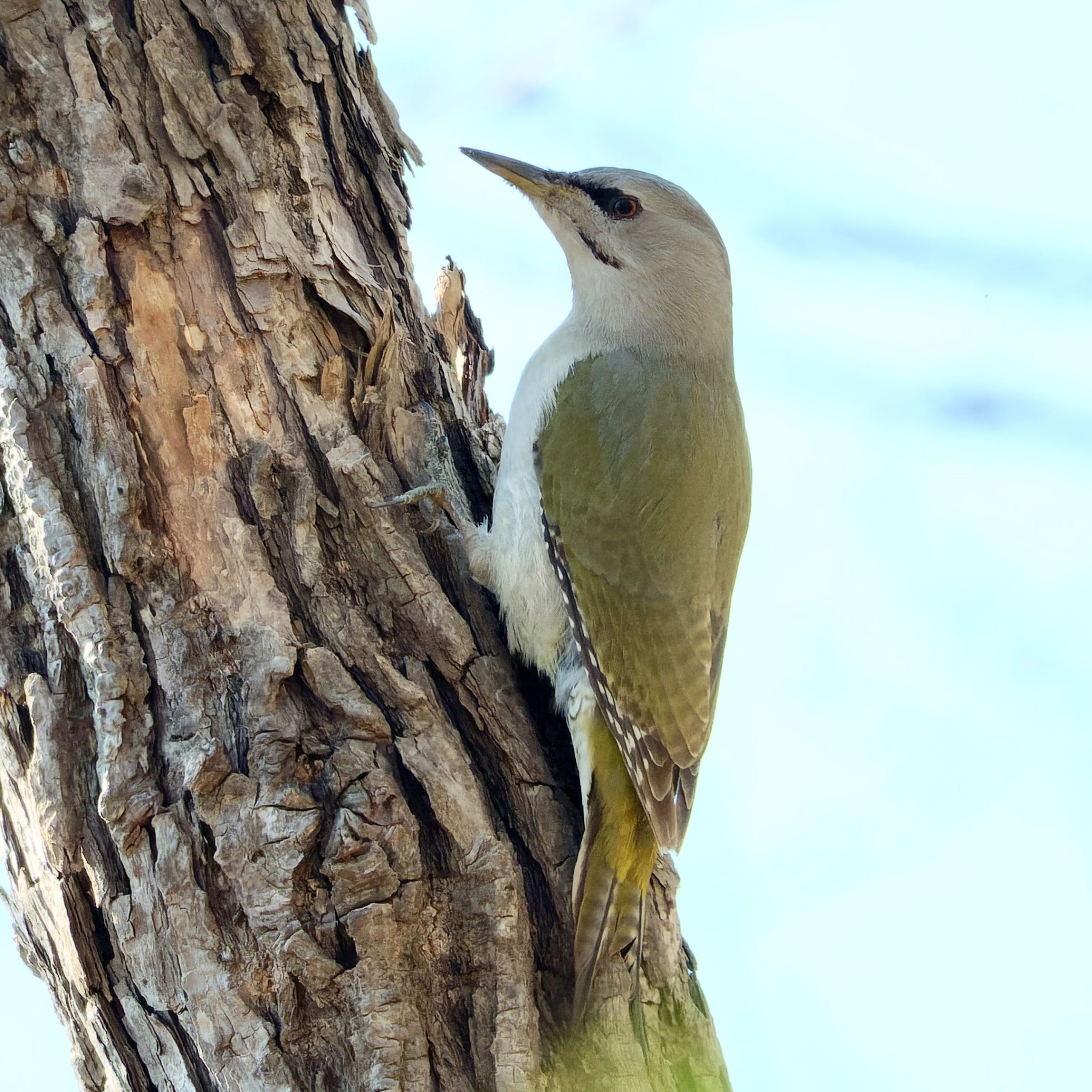 Photo of Grey-headed Woodpecker at Nishioka Park by haha.9535