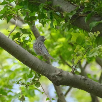 Grey Bunting Akigase Park Sat, 4/20/2024