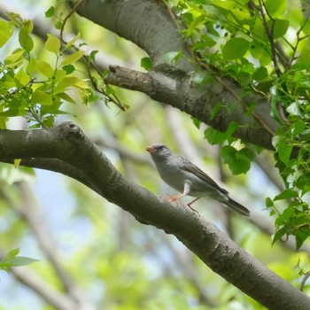 Grey Bunting Akigase Park Sat, 4/20/2024