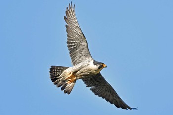 Peregrine Falcon Aobayama Park Sun, 4/28/2024