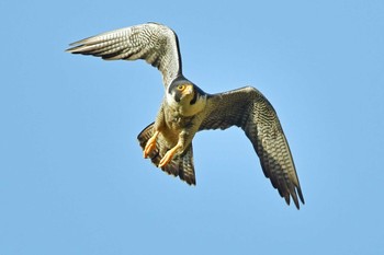 Peregrine Falcon Aobayama Park Sun, 4/28/2024