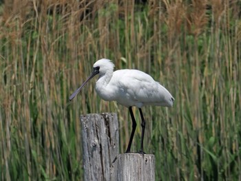 Black-faced Spoonbill Kasai Rinkai Park Sun, 4/28/2024