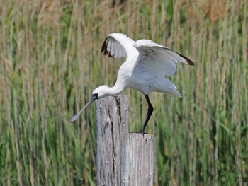 Black-faced Spoonbill Kasai Rinkai Park Sun, 4/28/2024