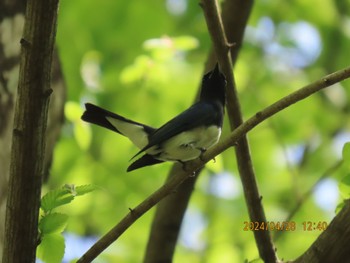 Blue-and-white Flycatcher 栃木県民の森 Sun, 4/28/2024