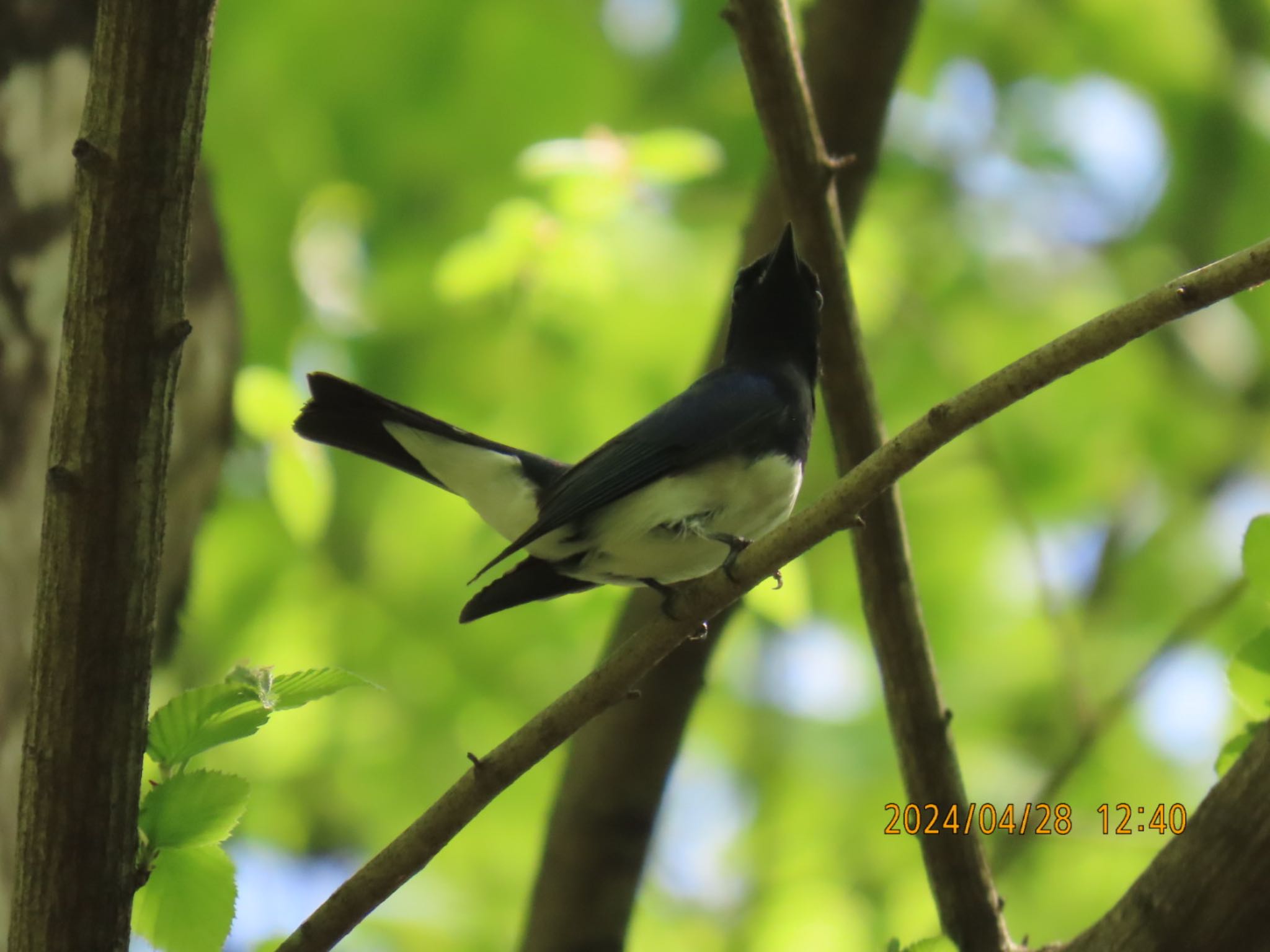 Blue-and-white Flycatcher