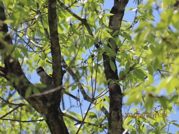 Ashy Minivet 栃木県民の森 Sun, 4/28/2024