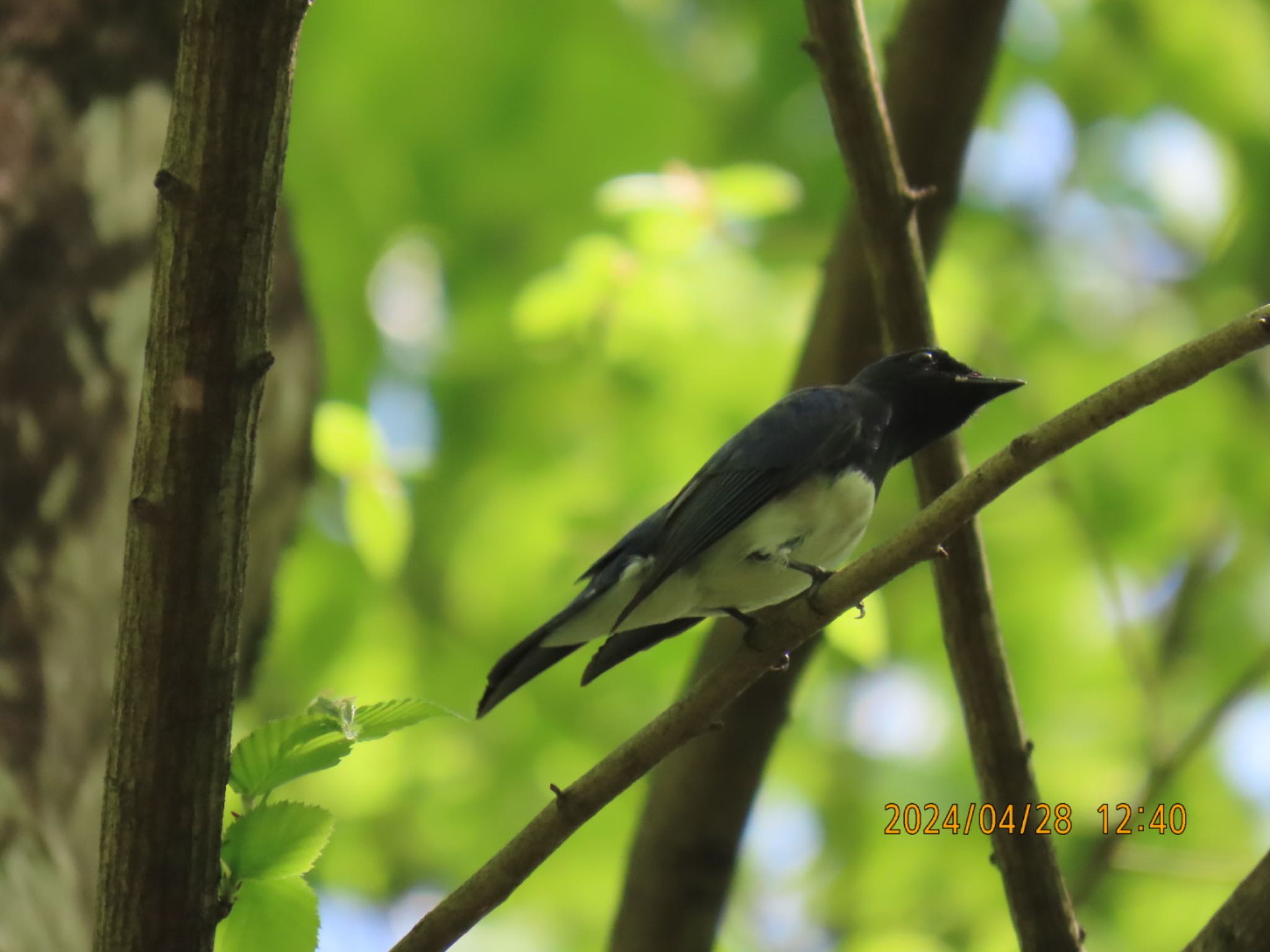 Blue-and-white Flycatcher