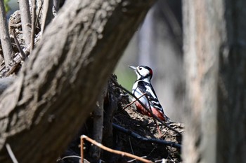 Great Spotted Woodpecker Makomanai Park Mon, 4/29/2024
