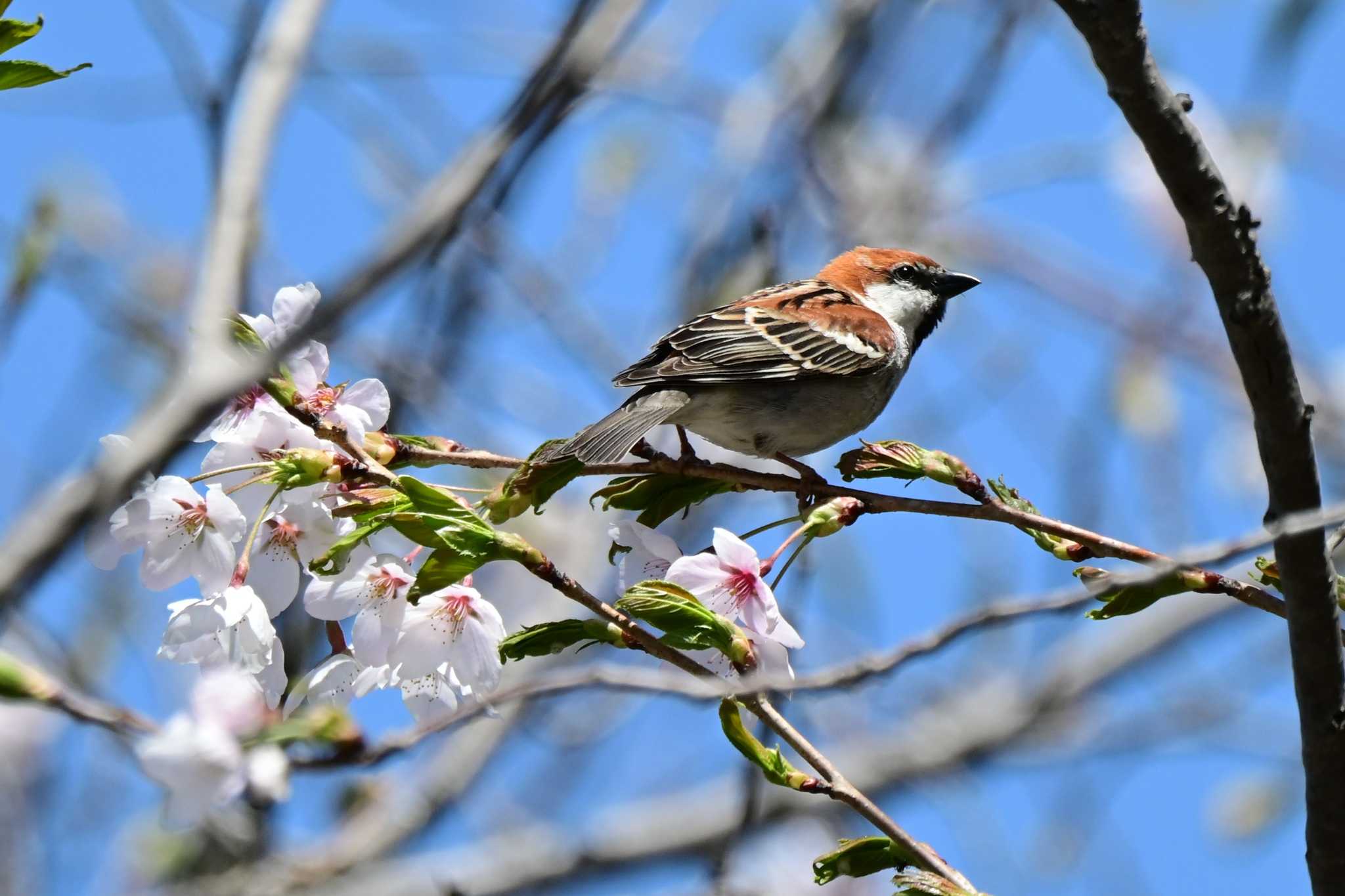 Photo of Russet Sparrow at Makomanai Park by 青カエル🐸