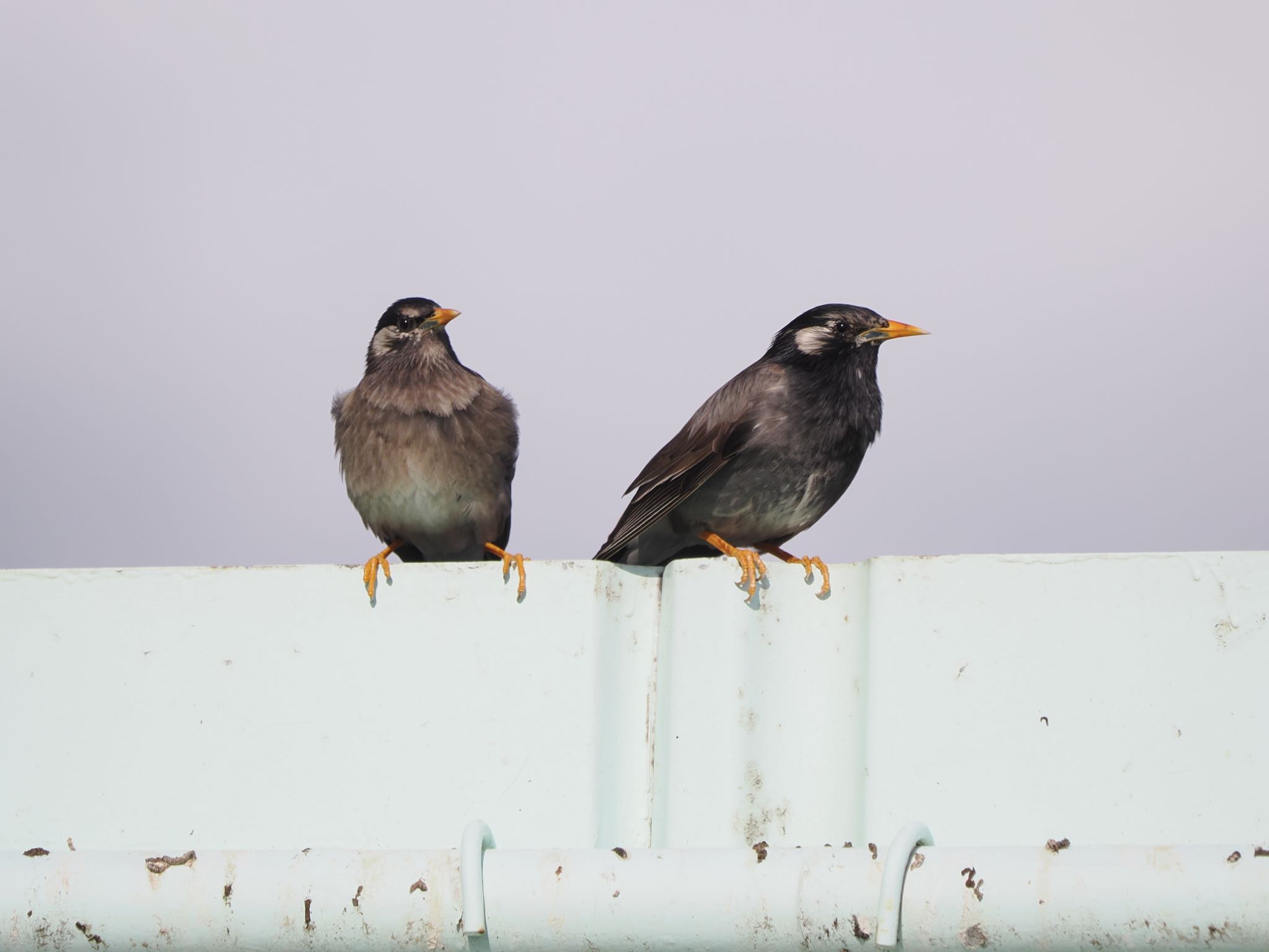 White-cheeked Starling