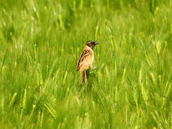 Ochre-rumped Bunting Inashiki Sun, 4/28/2024