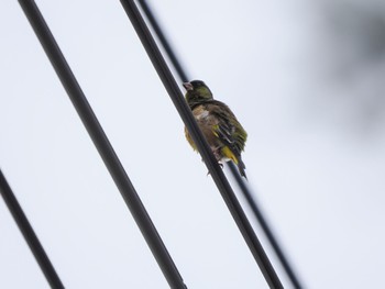 Grey-capped Greenfinch Sambanze Tideland Sun, 4/7/2024