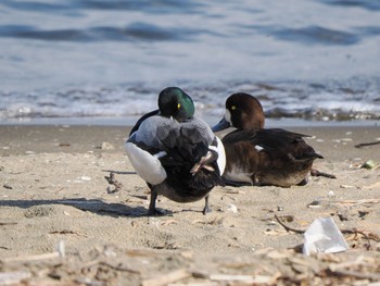 Greater Scaup Sambanze Tideland Sun, 4/7/2024