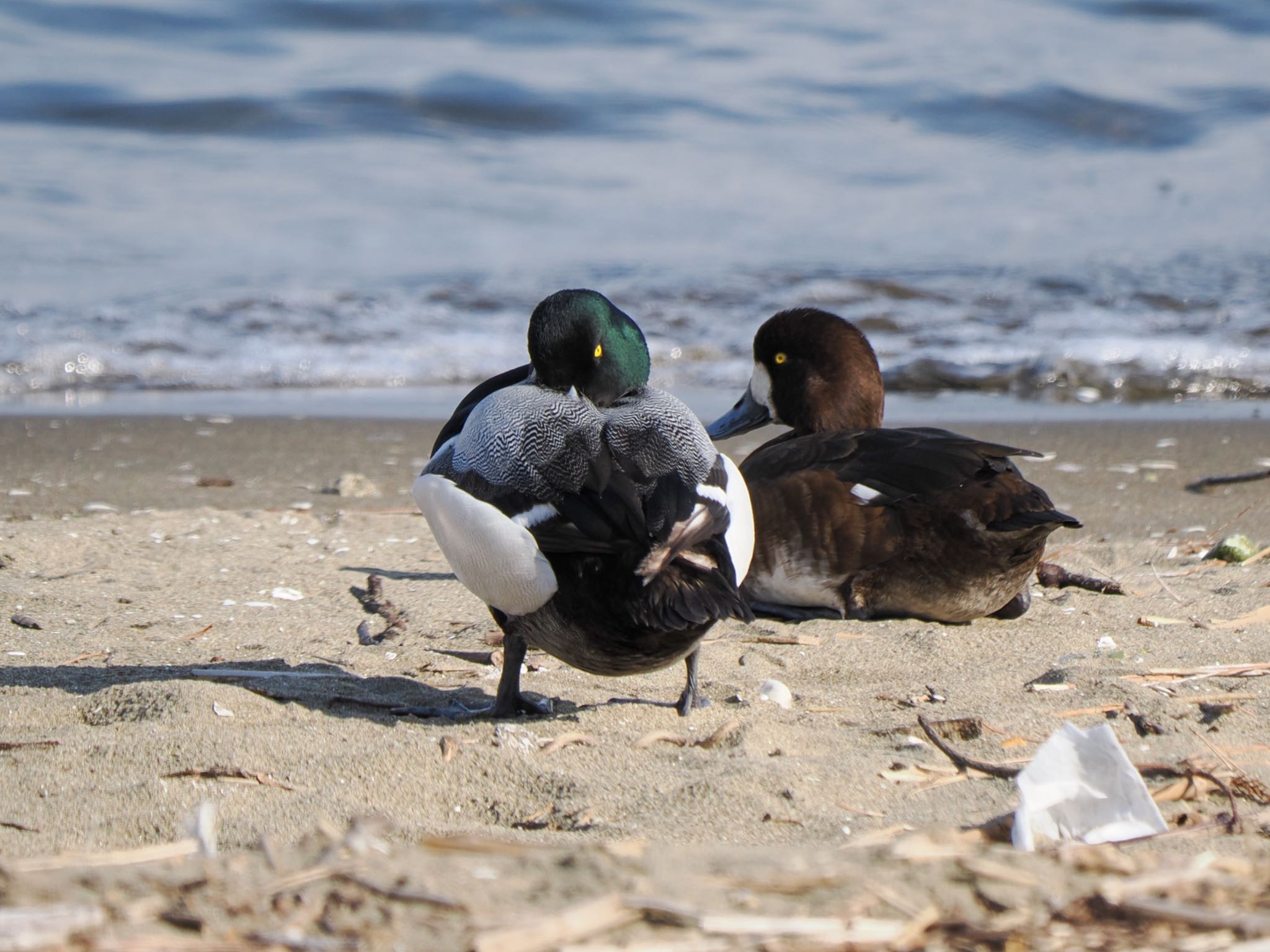 Greater Scaup