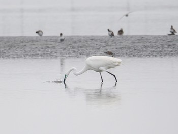 Great Egret Sambanze Tideland Sun, 4/7/2024