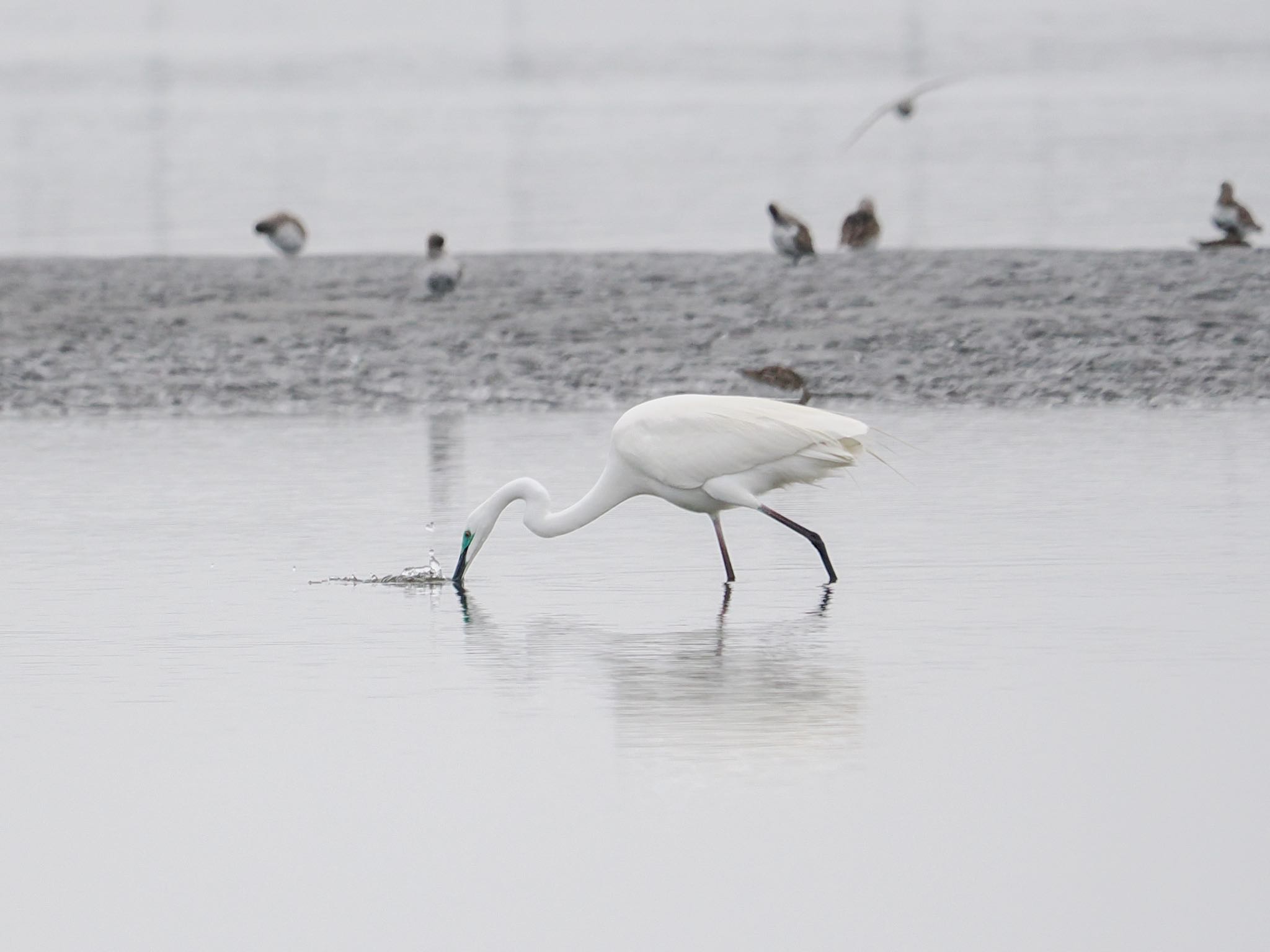 Great Egret