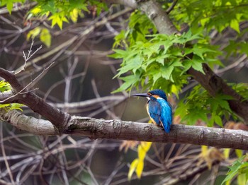 Common Kingfisher つくば市 Mon, 4/29/2024