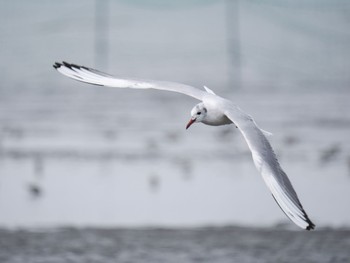 Black-headed Gull Sambanze Tideland Sun, 4/7/2024