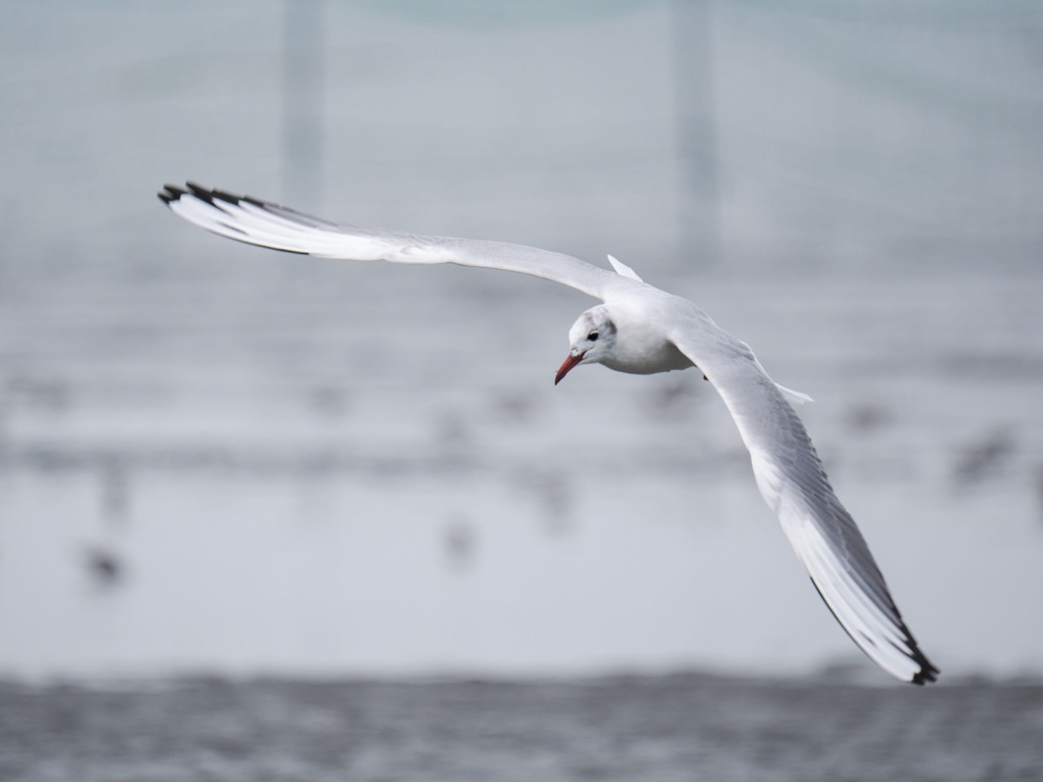 Black-headed Gull