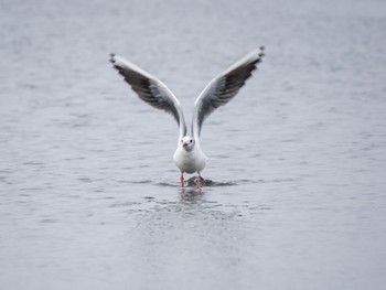 ユリカモメ ふなばし三番瀬海浜公園 2024年4月7日(日)