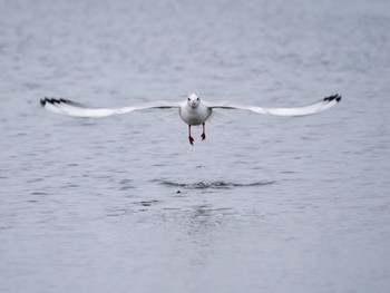 ユリカモメ ふなばし三番瀬海浜公園 2024年4月7日(日)