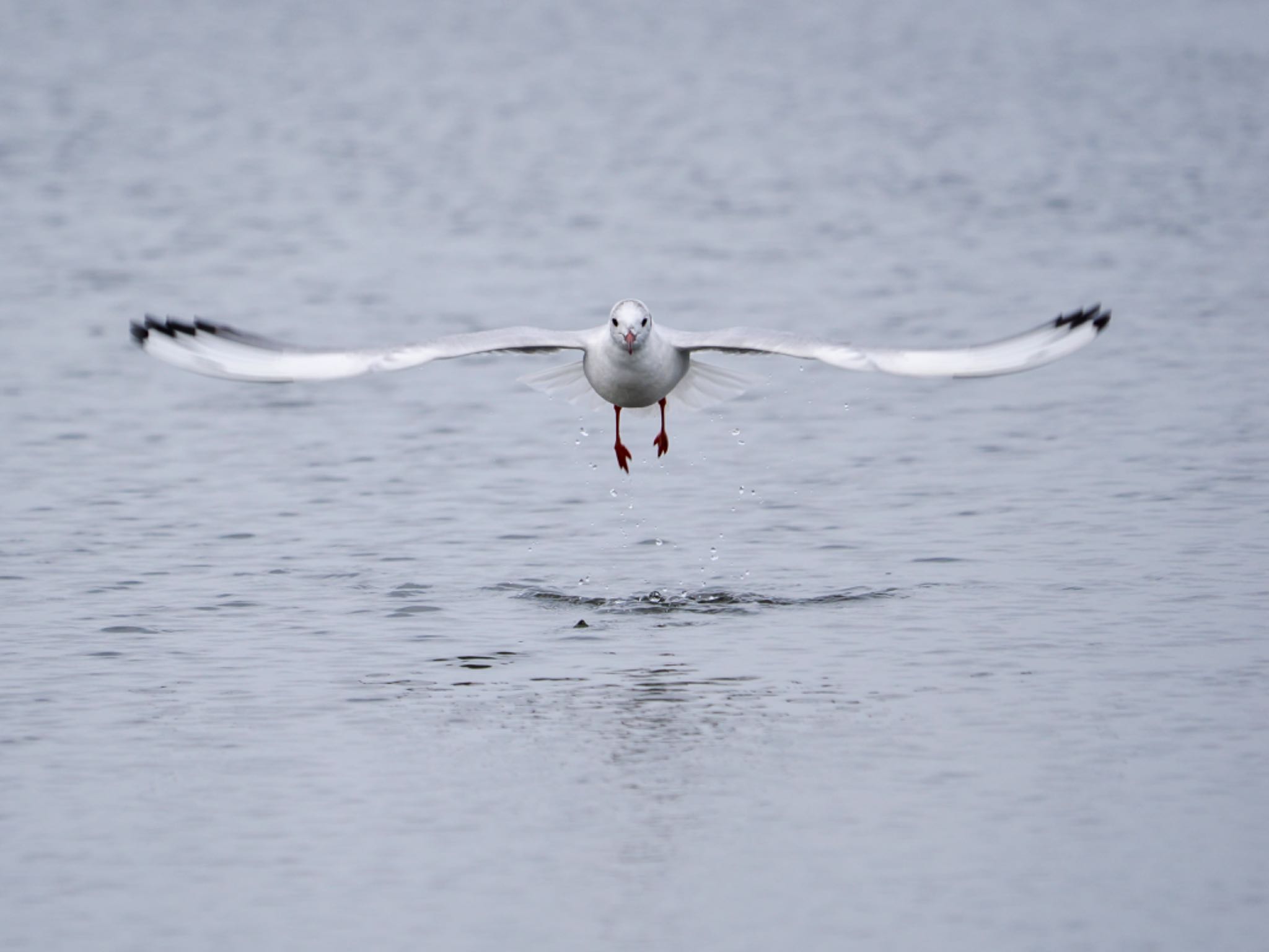 Black-headed Gull