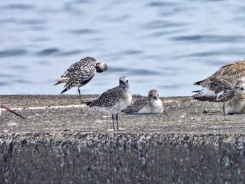 Grey Plover Sambanze Tideland Sun, 4/7/2024