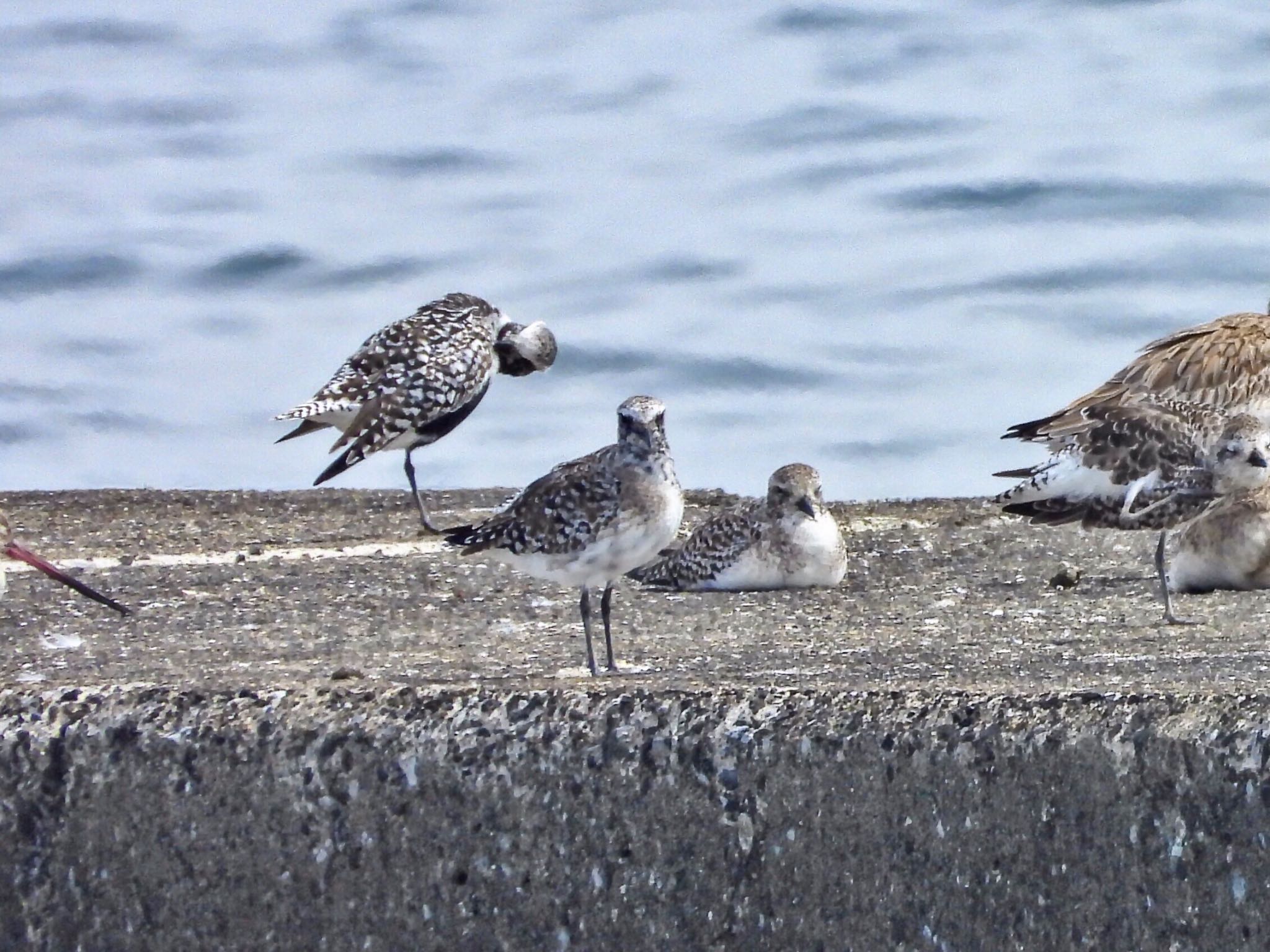 ふなばし三番瀬海浜公園 ダイゼンの写真 by クロやん