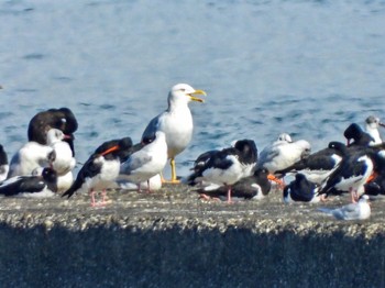 タイミルセグロカモメ Sambanze Tideland Sun, 4/7/2024