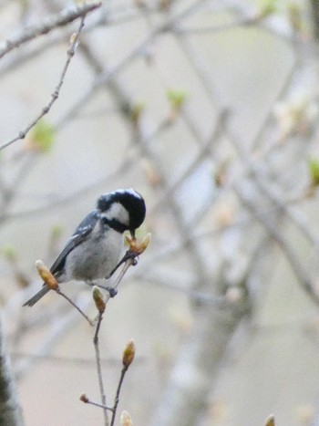 Coal Tit 新潟県 Mon, 4/29/2024