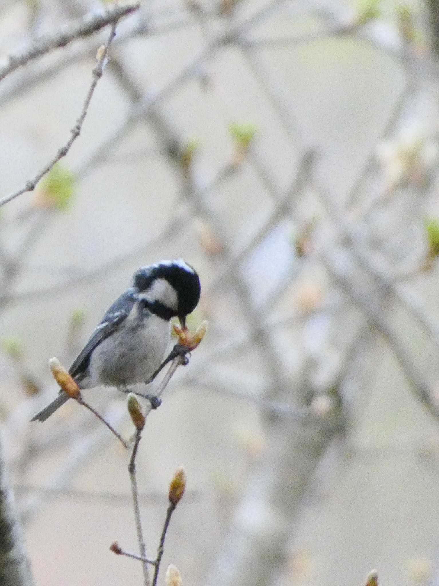 Photo of Coal Tit at 新潟県 by コッコ