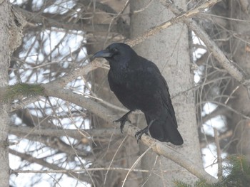 Carrion Crow 札幌モエレ沼公園 Wed, 2/14/2024