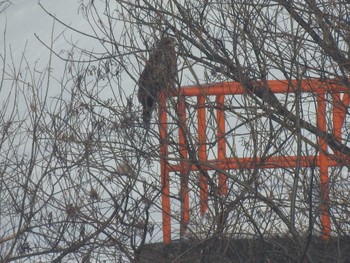 Black Kite 札幌モエレ沼公園 Wed, 2/14/2024