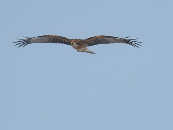 Black Kite 札幌モエレ沼公園 Wed, 2/14/2024