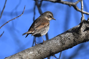 Dusky Thrush Hayatogawa Forest Road Sun, 3/3/2024