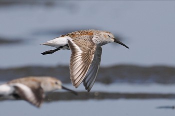 Dunlin Sambanze Tideland Sun, 4/28/2024