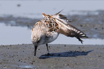 Sanderling Sambanze Tideland Sun, 4/28/2024