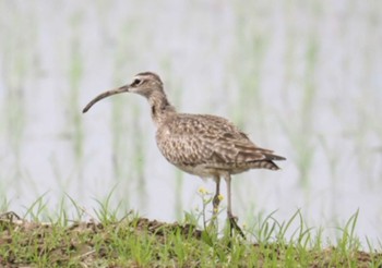 Eurasian Whimbrel 与田浦 Mon, 4/29/2024