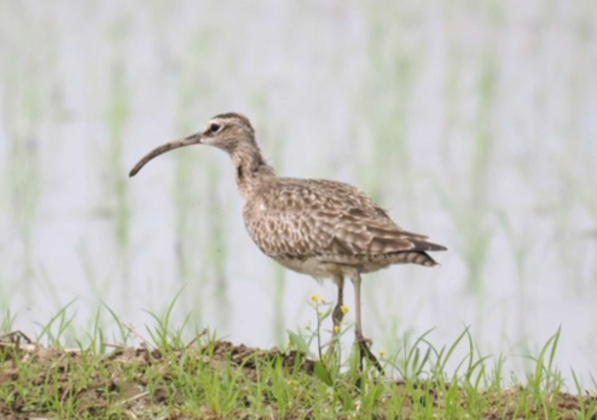 Photo of Eurasian Whimbrel at 与田浦 by アカウント16686