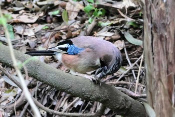 Eurasian Jay 大町自然観察園 Sat, 4/20/2024