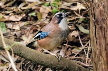 Eurasian Jay 大町自然観察園 Sat, 4/20/2024