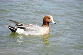 Eurasian Wigeon 井頭公園 Sun, 4/28/2024