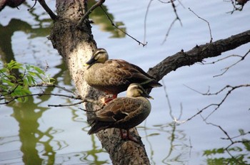 Eastern Spot-billed Duck 井頭公園 Sun, 4/28/2024