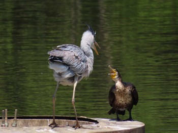 カワウ 大池親水公園 2024年4月28日(日)