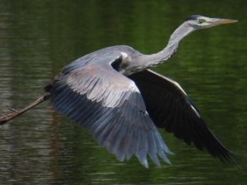 Grey Heron Oikeshinsui Park Sun, 4/28/2024